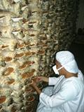ganoderma